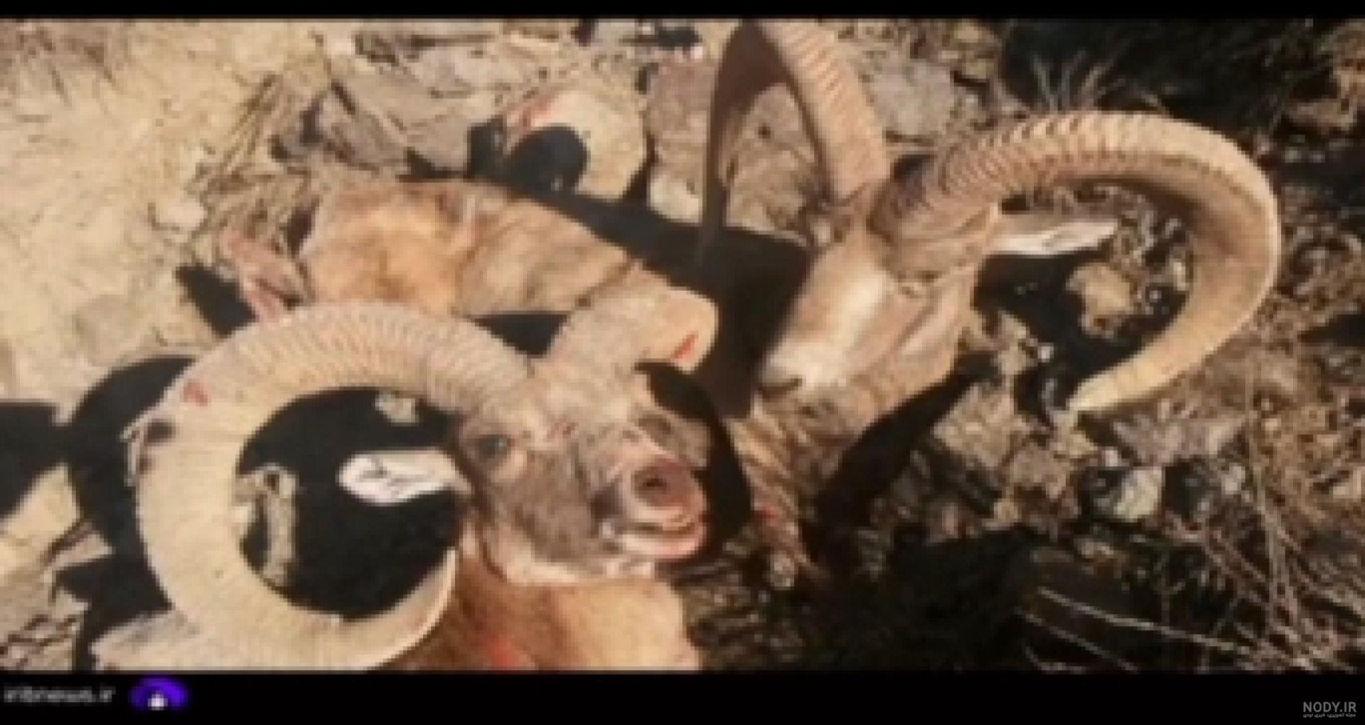 شکارچیان اماراتی علاقمند شکار در فارس هستند/پرورش قوچ وحشی یک طرح بومی و دارای توان بالای درآمدزایی است + عکس شکارچیان اماراتی علاقمند شکار در فارس هستند/پرورش قوچ وحشی یک طرح بومی و دارای توان بالای درآمدزایی است + عکس