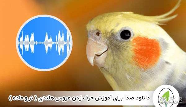 عروس هلندی را بهتر بشناسید! مشخصات کامل + عکس | پردونه عروس هلندی را بهتر بشناسید! مشخصات کامل + عکس | پردونه