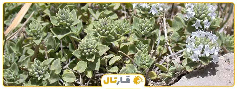 عکس بوته اویشن کوهی - عکس نودی