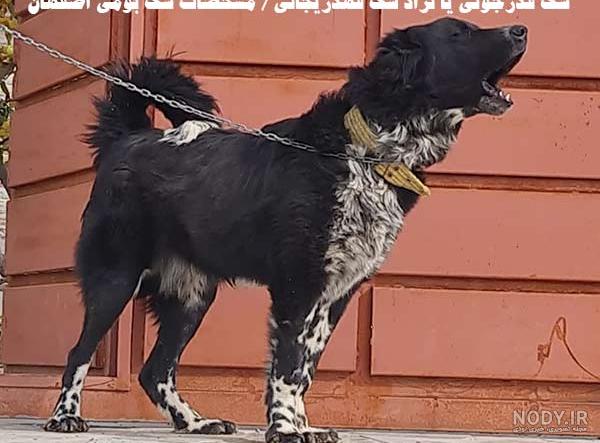 عکس سگ هاسکی - سرزمین سگ ها عکس سگ هاسکی - سرزمین سگ ها
