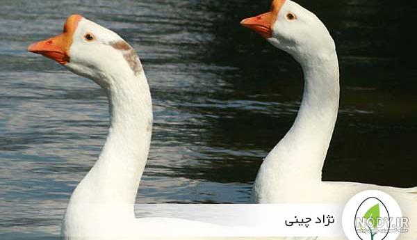 عکس قوغاز لیندا