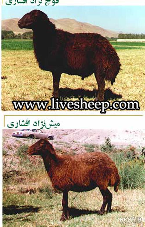 عکس قوچ افشاری اصل عکس قوچ افشاری اصل
