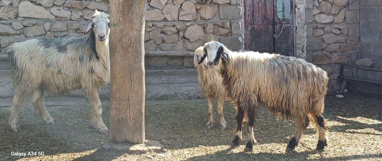 عکس قوچ بختیاری اصل