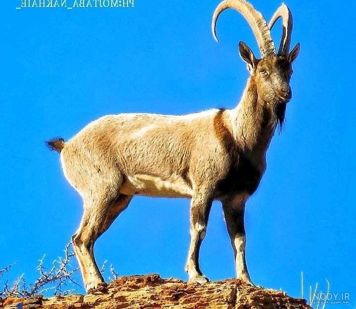 عکس قوچ - عکس نودی عکس قوچ - عکس نودی