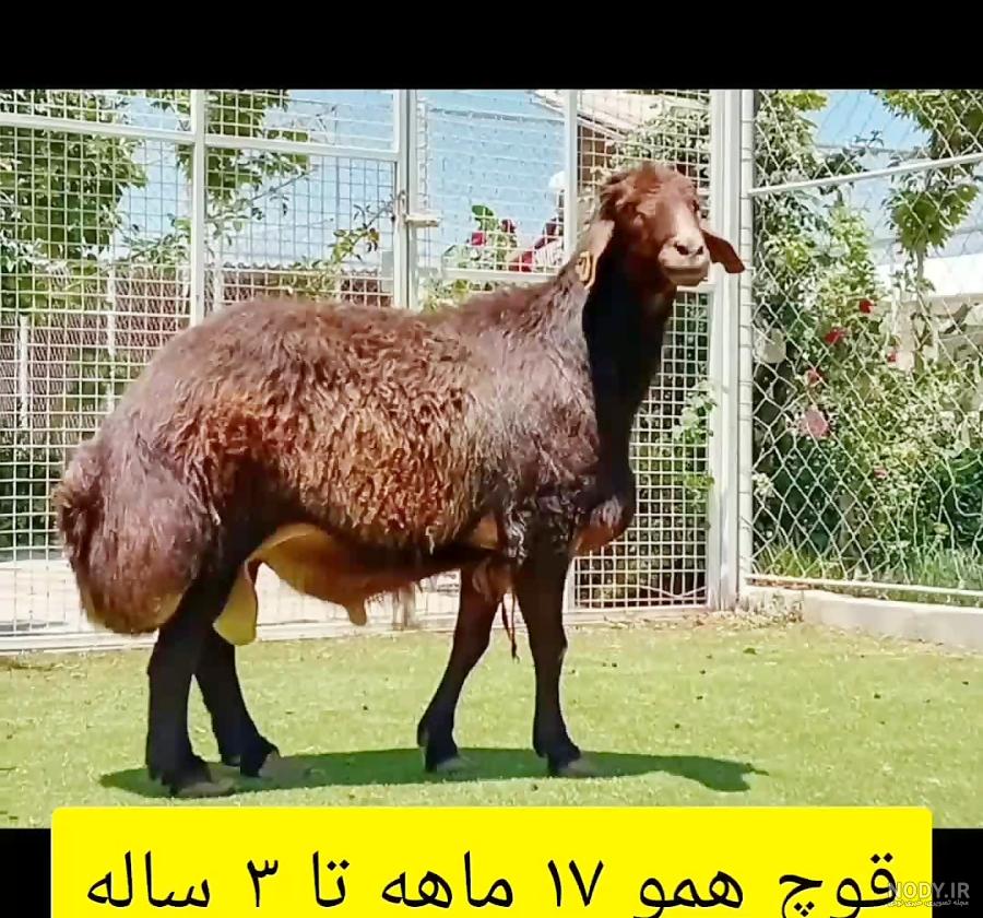 عکس قوچ همو
