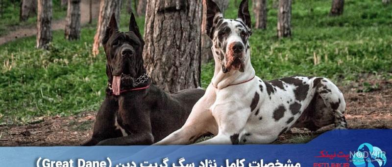 عکس قوی ترین سگ عکس قوی ترین سگ