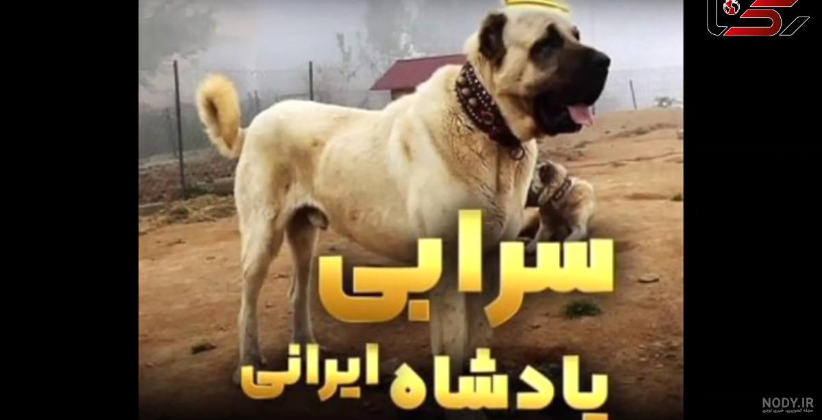 عکس قوی ترین سگ جهان عکس قوی ترین سگ جهان