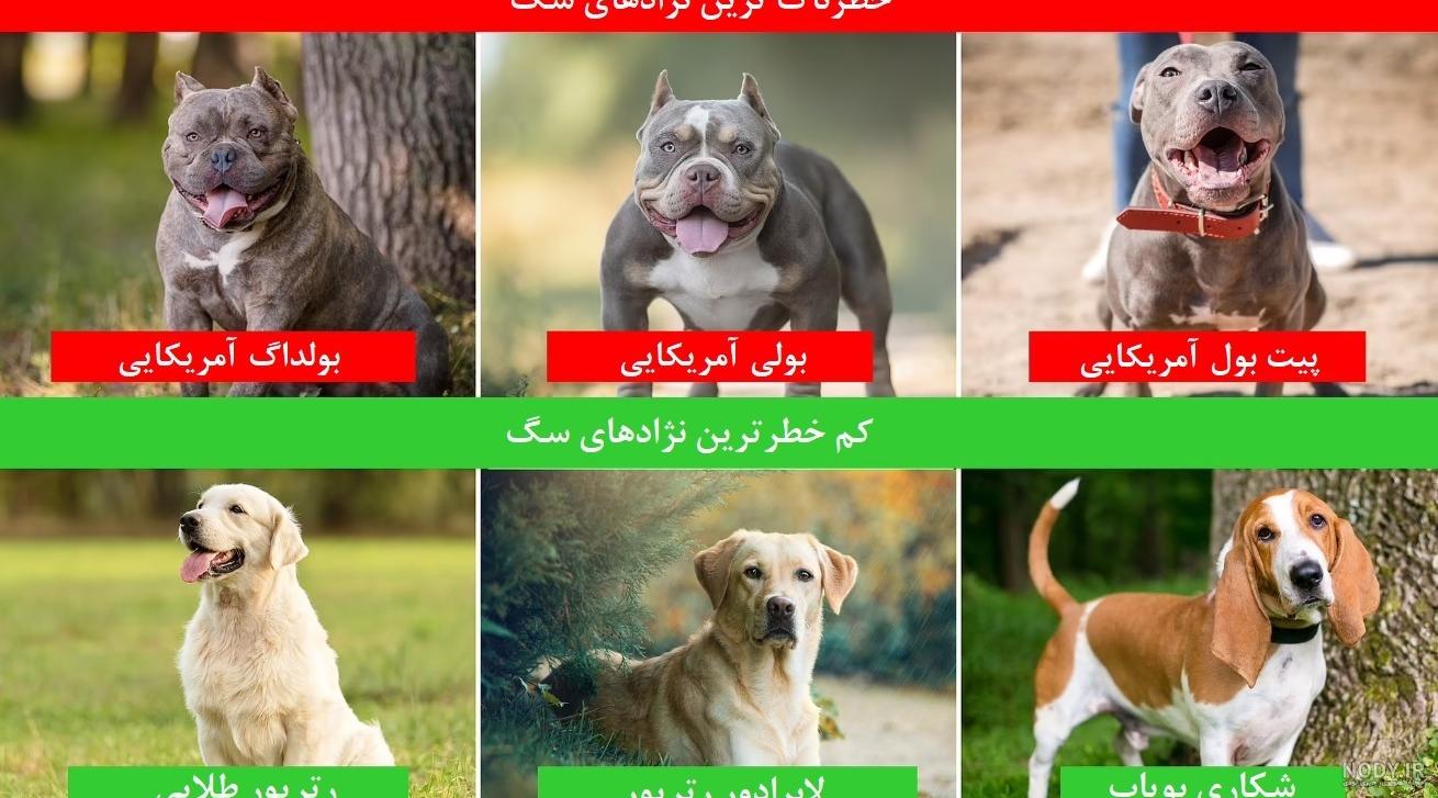عکس قوی ترین سگ در جهان عکس قوی ترین سگ در جهان