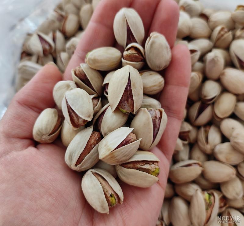 عکس ماهی کله قوچی