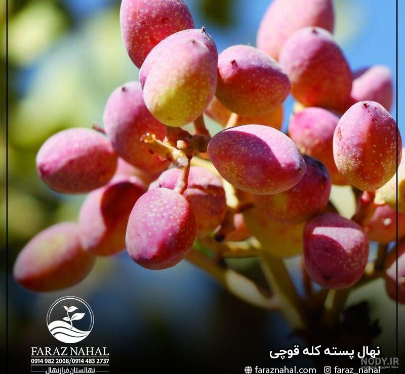 عکس ماهی کله قوچی ۱۴۰۰ - عکس نودی عکس ماهی کله قوچی ۱۴۰۰ - عکس نودی