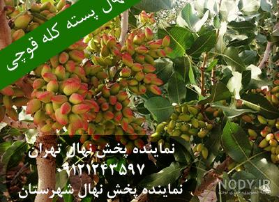 عکس پسته کله قوچی ۱۴۰۰ - عکس نودی