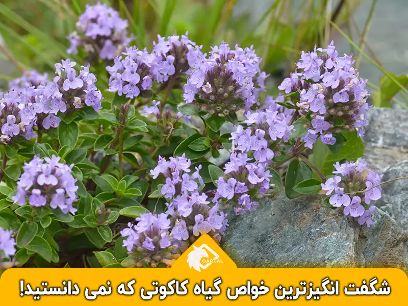 عکس گیاه قوچ اوتی
