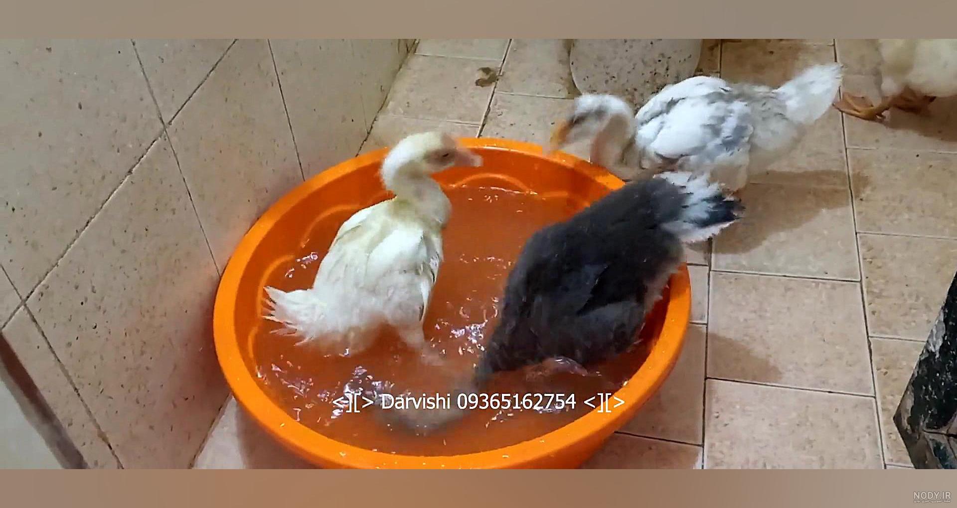 فروش تخصصی جوجه غاز و قوغاز {با تخفیف 20 در صد حتما با در تماس  باشید}-نیازمندی های ایستگاه 2