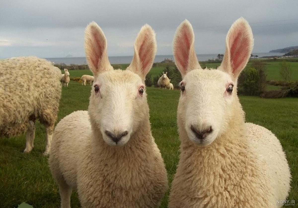 فروش رفت به آقا سید از یاسوج , پر خیرو برکت باشه برات🧿❤️