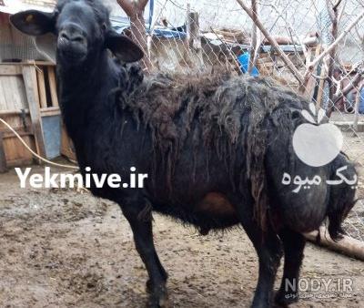فروش شیشک قوچ پلنگی, نژاد برتر🧿🧿, ۰۹۱۶۸۶۱۴۶۹۷تماس فروش شیشک قوچ پلنگی, نژاد برتر🧿🧿, ۰۹۱۶۸۶۱۴۶۹۷تماس