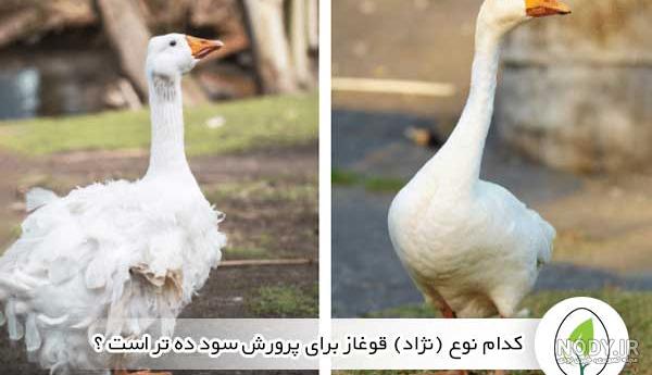 فروش قوغاز اکراینی یک روزه بالای 100 عدد - طیور