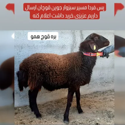 فروش قوچ همو و هترو - دام زنده فروش قوچ همو و هترو - دام زنده