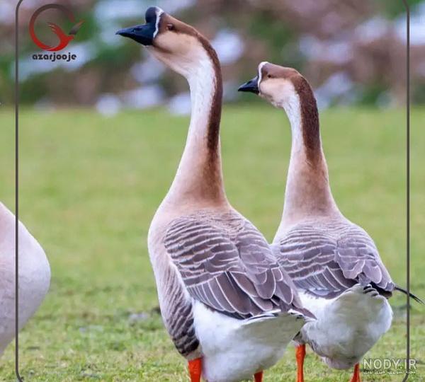 فروش ویژه و بی‌نظیر قوغاز نژاد لیندا با قیمت استثنایی - طیور