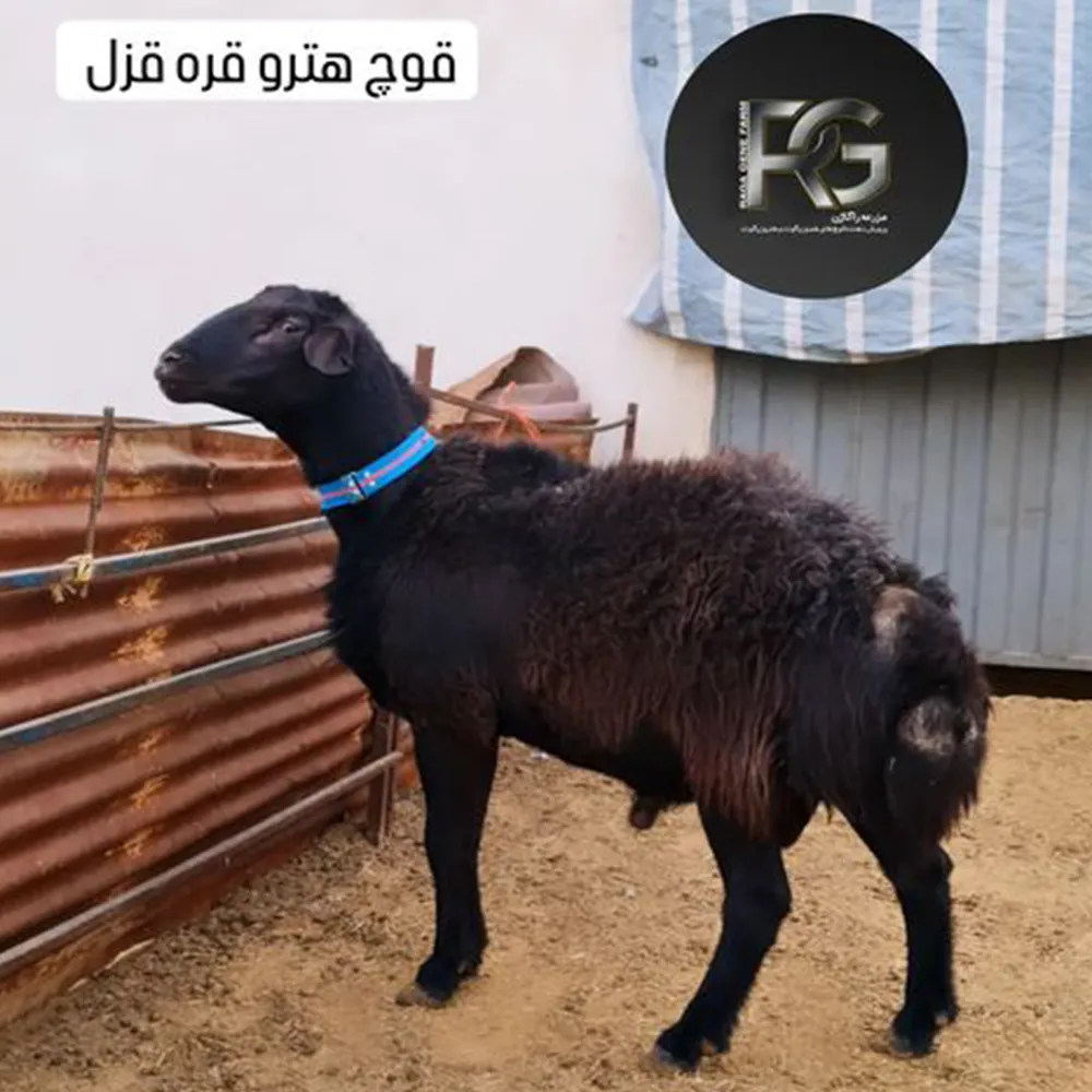 فروش گوسفند هترو و همو - دام زنده فروش گوسفند هترو و همو - دام زنده