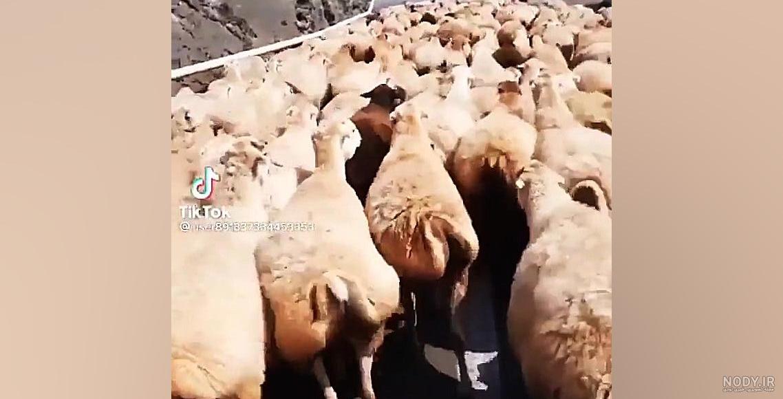 قوچ مغانی زرد۳سال فروش یامعاوض در شیروان قوچ مغانی زرد۳سال فروش یامعاوض در شیروان