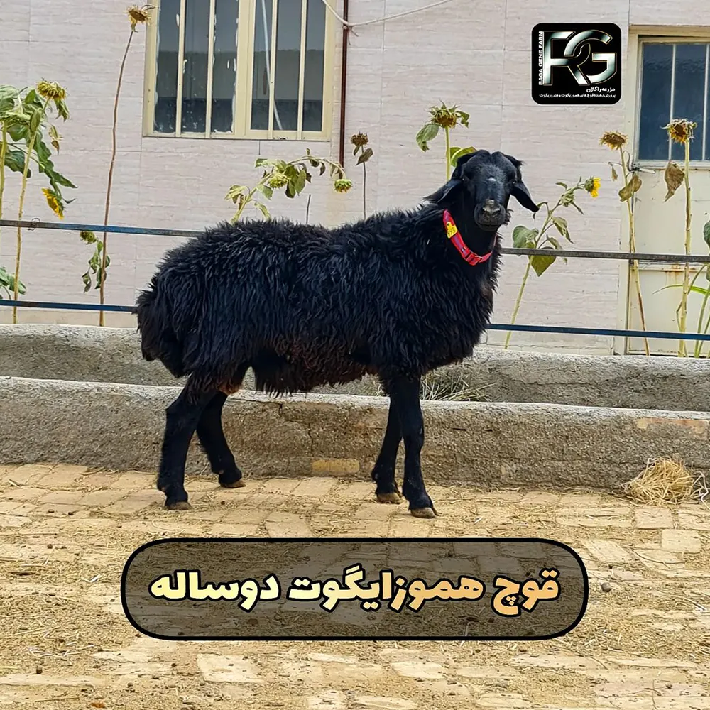 قوچ همو ،،بره قوچ های هترو وهمو،،میش آبستن هترو در نجف‌آباد
