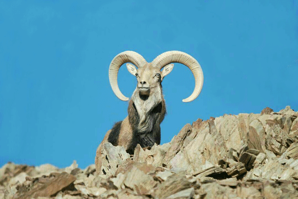 قوچ کوهی Bighorn قوچ کوهی Bighorn