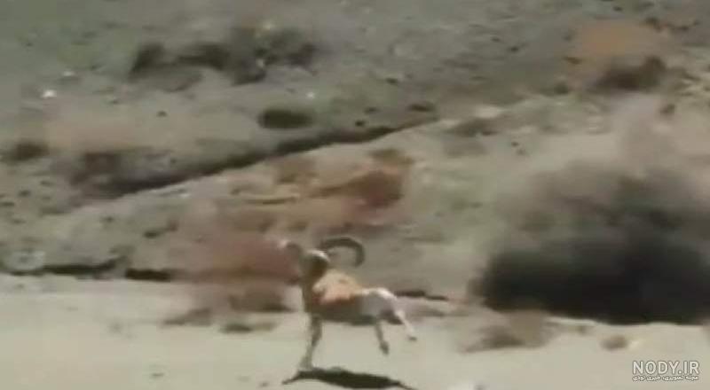 قوچ کوهی Bighorn قوچ کوهی Bighorn