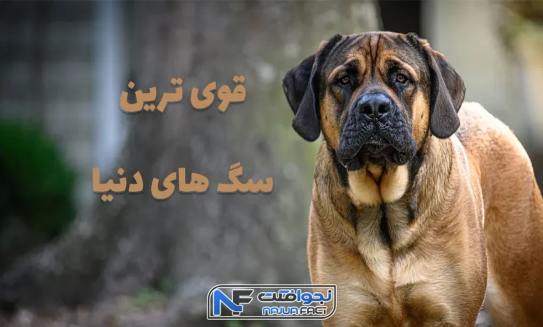 قوی ترین سگ جهان که شیر از آن می ترسد!+فیلم قوی ترین سگ جهان که شیر از آن می ترسد!+فیلم