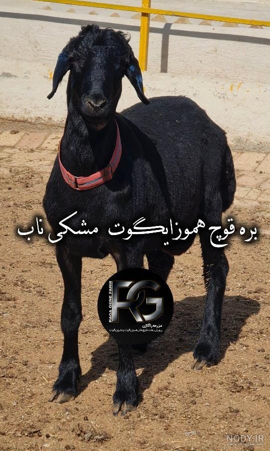 مجید ترابی|راگا ژن | گوسفندچندقلوزا (هترو،همو)‎ (@raga_gene) • Instagram  photos and videos