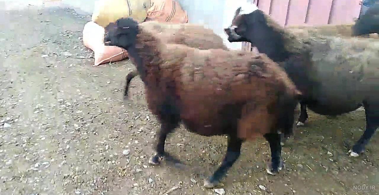 مرکز خرید گوسفند فروش گوسفند زنده قیمت گوسفند و بره در ایران بازار قوچ میش  آنلاین دام زنده در چارپا