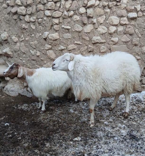 معرفی کامل گوسفند مغان معرفی کامل گوسفند مغان