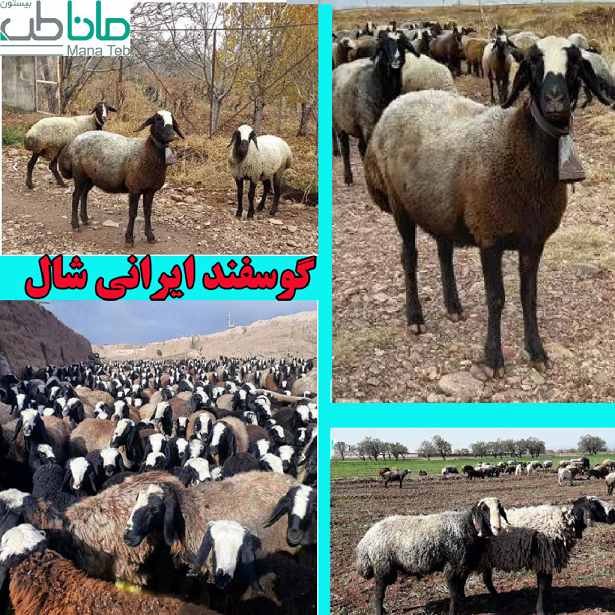 معرفی گوسفند نژاد افشاری معرفی گوسفند نژاد افشاری