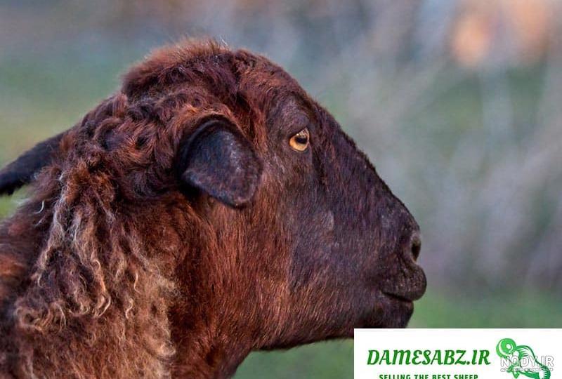 میش قزل افشار میش قزل افشار