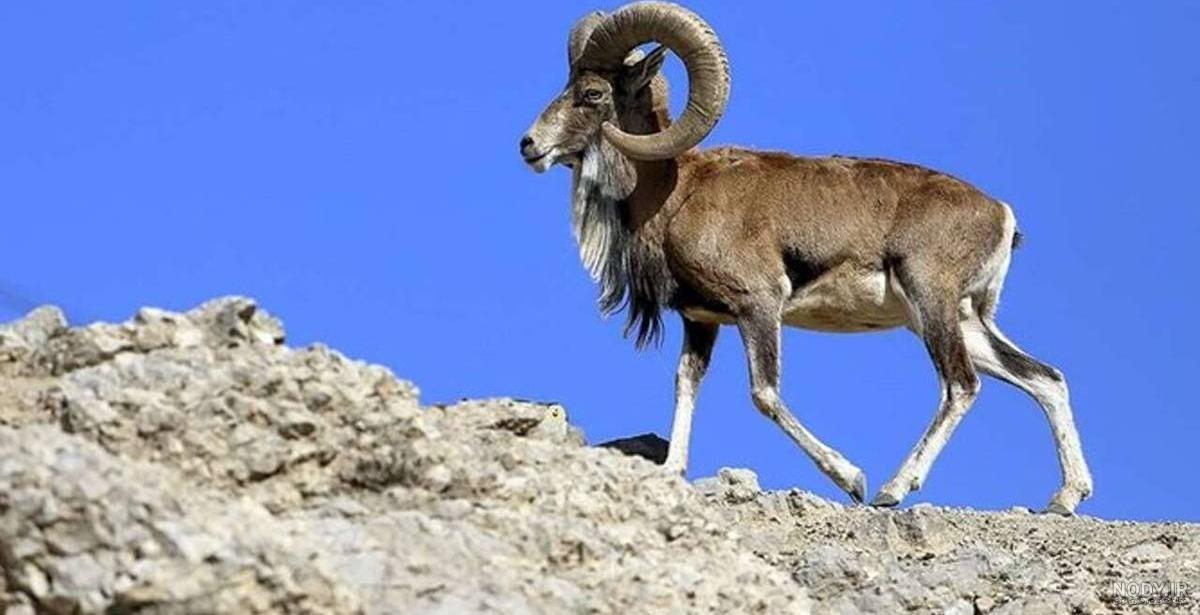 نماد بز کوهی در آثار هنری ایرانیان باستان | هنداکو نماد بز کوهی در آثار هنری ایرانیان باستان | هنداکو