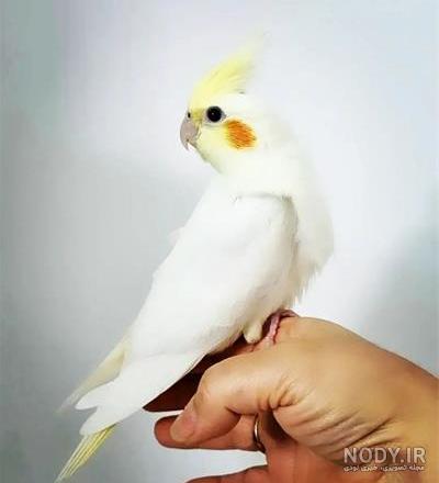 پرندگان عروس هلندی پرندگان عروس هلندی