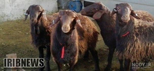 پرورش گوسفند نژاد سافولک و اصالت آن | مجتمع صنایع تبدیلی دستچین عالی پرورش گوسفند نژاد سافولک و اصالت آن | مجتمع صنایع تبدیلی دستچین عالی