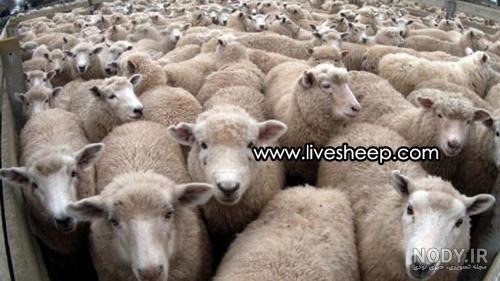 پرورش گوسفندان اصلاح نژادی در منطقه‌ای با پوشش گیاهی ضعیف - ایسنا