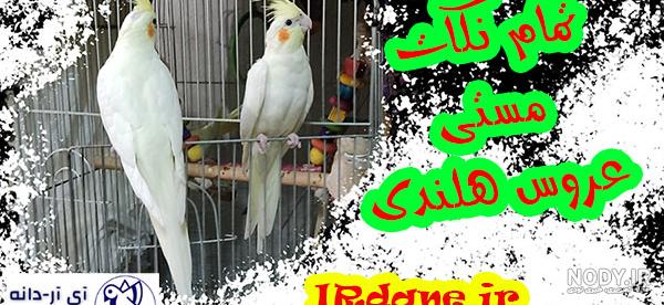 چطور بفهمیم تخم عروس هلندی نطفه دار است؟ | فروشگاه آنلاین خانه پرندگان چطور بفهمیم تخم عروس هلندی نطفه دار است؟ | فروشگاه آنلاین خانه پرندگان