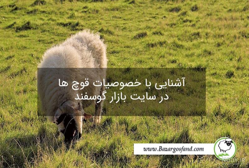 کوچک ترین قوچ دنیا به روایت تصویر - تسنیم