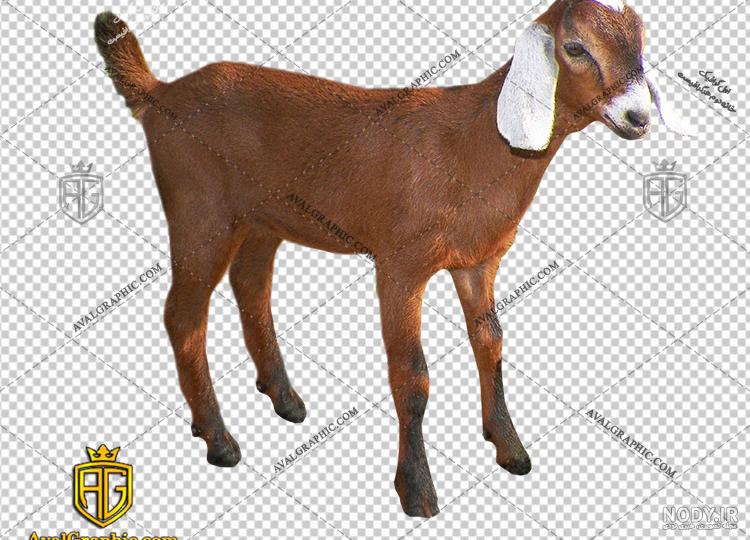 گله پرتعداد قوچ و میش وحشی در شاهرود+ فیلم گله پرتعداد قوچ و میش وحشی در شاهرود+ فیلم