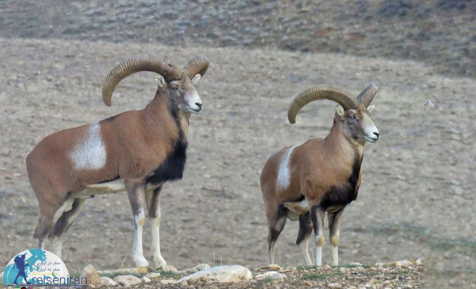 گوسفند زنده