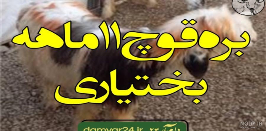 گوسفند لری بختیاری | ماکی دام