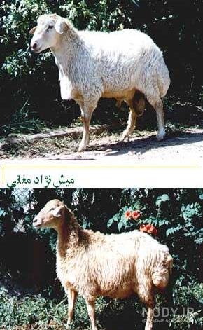 گوسفند مغانی | ماکی دام گوسفند مغانی | ماکی دام