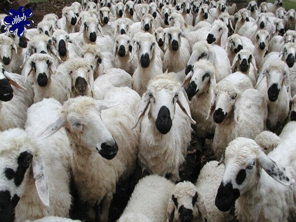 گوسفند نژاد عربی | این نژاد مانند نژاد بلوچی نوع دم چربی و برای تولید گوشت  پرورش داده میشود