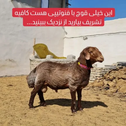 گیاه یوغورت اوتی چیست و چه استفاده ای دارد؟ · جدید ۱۴۰۳ -❤️ گهر