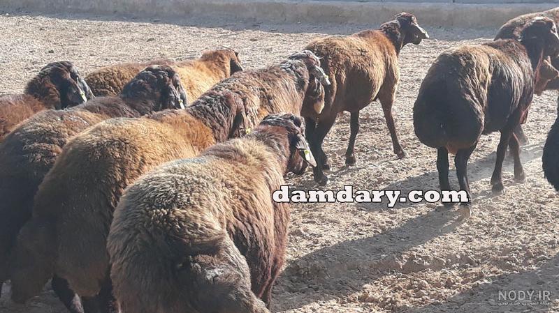 یک راس قوچ افشاری اصل در گناباد یک راس قوچ افشاری اصل در گناباد