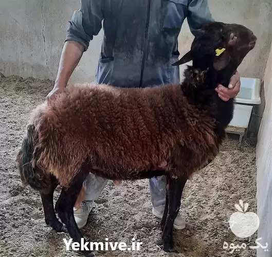 یک میوه - آگهی فروش قوچ هترو در شهرکرد یک میوه - آگهی فروش قوچ هترو در شهرکرد