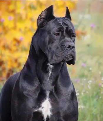 آشنایی با سگ بزرگ جثه نژاد کن کورسو (Cane Corso)