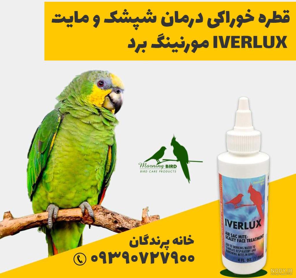 باور غلط در مورد شپش سر؛ 6 اشتباه رایجی که باید بدانید باور غلط در مورد شپش سر؛ 6 اشتباه رایجی که باید بدانید