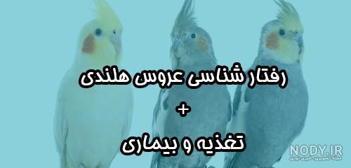 بلافاصله بعد از به دنیا آمدن جوجه عروس هلندی چه باید کرد ؟ بلافاصله بعد از به دنیا آمدن جوجه عروس هلندی چه باید کرد ؟
